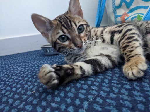 bengal kitten