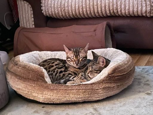 cat bed
